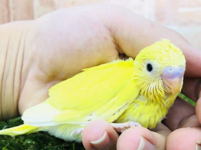 人気カラーです　セキセイインコ　ダブルファクター　R４　１０／１９撮影