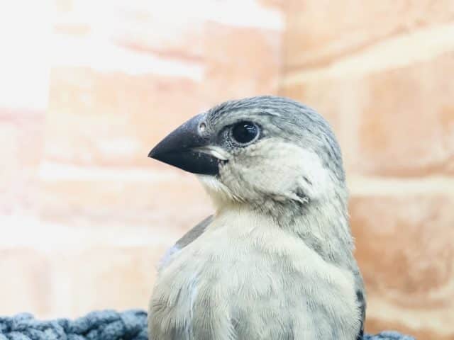 これぞ文鳥！　桜文鳥　R４　１０／２２撮影