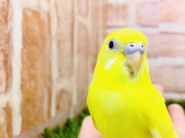 綺麗な黄色です　セキセイインコ　ルチノー　R４　１０／５撮影