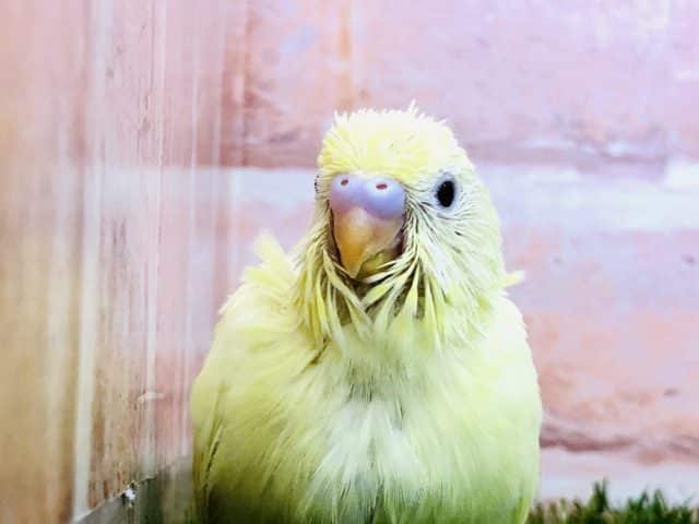 クリームカラーの子です　セキセイインコ　クリーンイノ　R４　１０／２６撮影