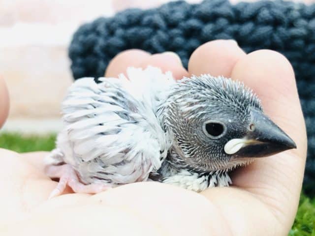 隠れ人気キャラ？　シルバー文鳥　R４　１０／２６撮影