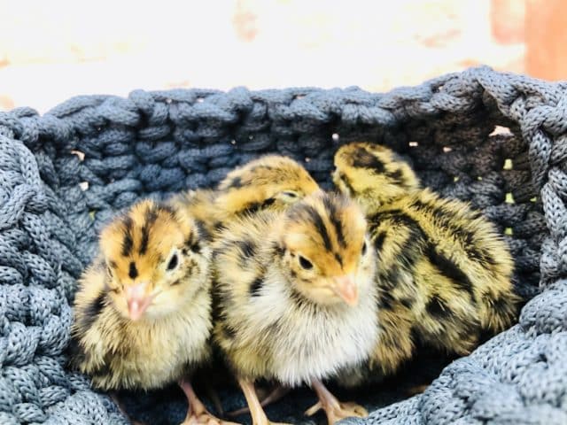 わちゃわちゃウズラーズ入舎！　R４　１０／２９撮影