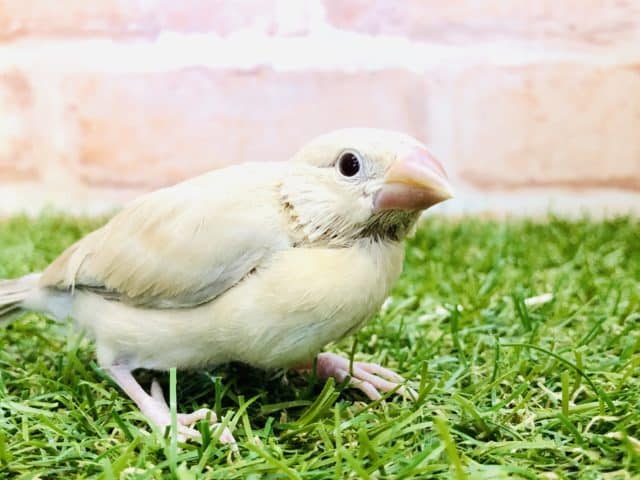 人気のシナモン　シナモン文鳥　R４　１０／２２撮影