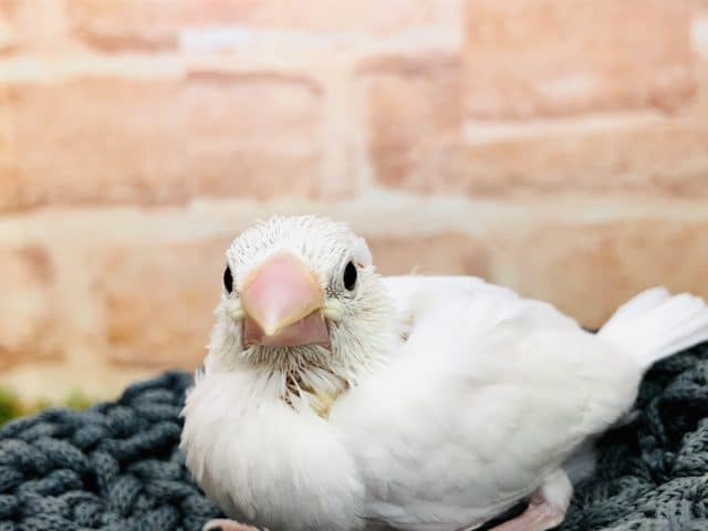 白がいい！　白文鳥　R４　１０／２６撮影