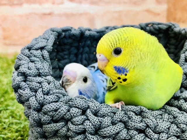 元気いっぱいオパーリンズ　セキセイインコ　オパーリン　R４　１０／２６撮影