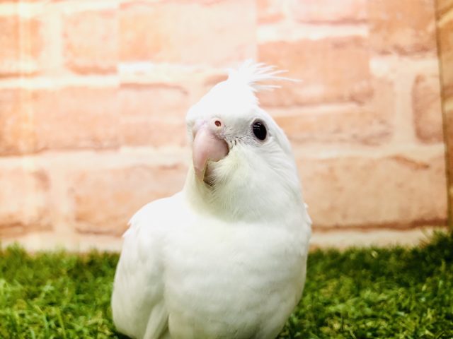 真っ白オカメちゃん　オカメインコ　ピュアホワイト　R４　１０／２５撮影