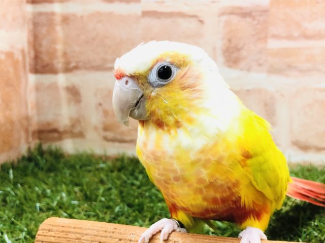 色鮮やかな色！！　ウロコインコ（サンチーク）入舎です！