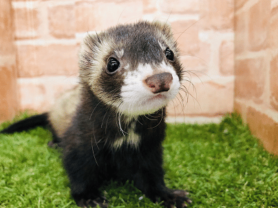 最新画像更新☆おてんばガール♪マーシャルフェレット