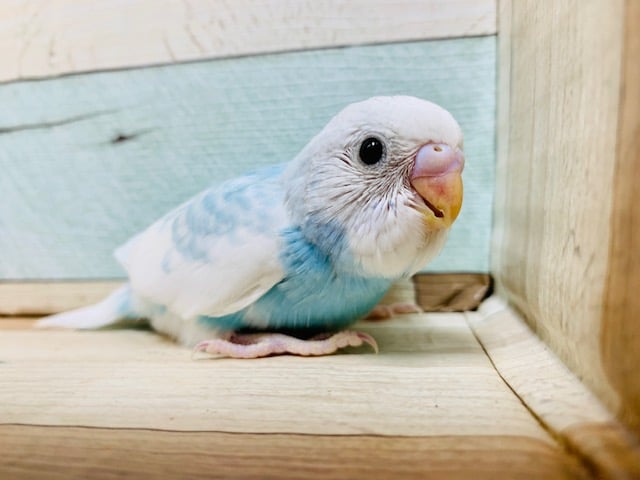 この色合い、、素敵過ぎます♡セキセイインコ(スパングルパイド)さん！