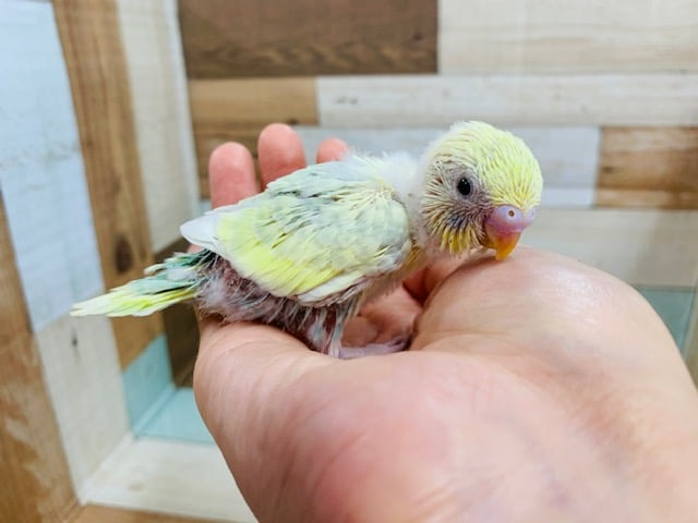 手の上でぐるぐる～☆羽が生えそろうのが楽しみなセキセイインコ(パステルレインボーハルクイン)さん☆
