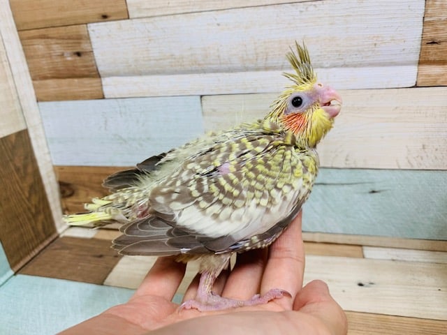 むっちりさん♡オカメインコ(シナモンパール)さん☆