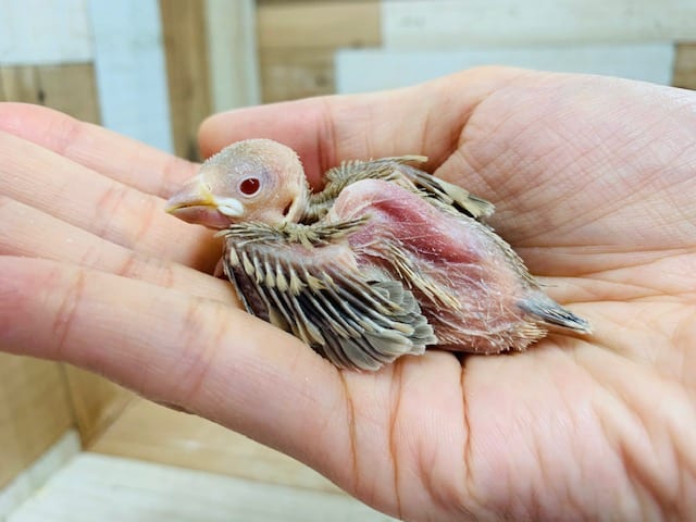 やっと入舎しました！シナモン文鳥さん♪