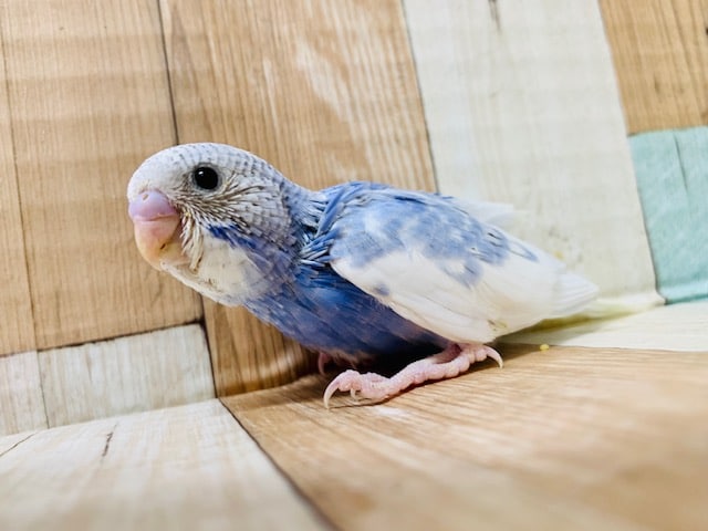 もう秋だけど夏空みたいなカラー♪セキセイインコ(スパングルパイド)さん！