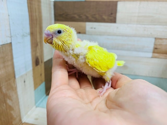 手の上でポーズ♪黒目さんのセキセイインコ(ダブルファクター)さん☆