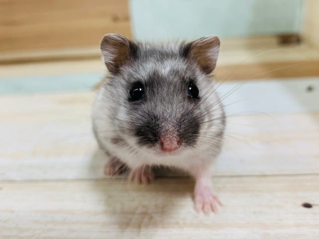 すばしっこい元気ッコ♪マーブルハムスターくん☆