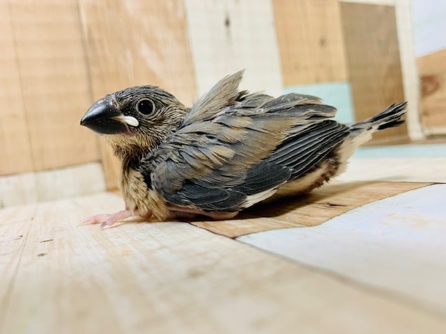 カメラ目線を送ってくれるコ♡桜文鳥さん♪