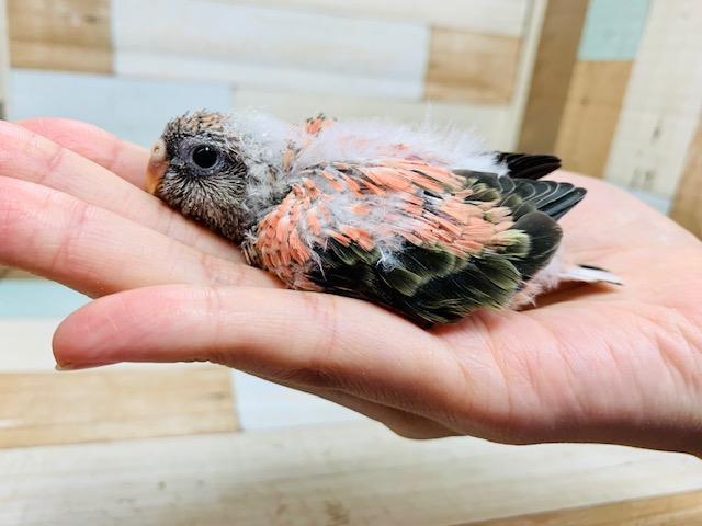 おまんじゅう♡アキクサインコ(ローズ)さん♪