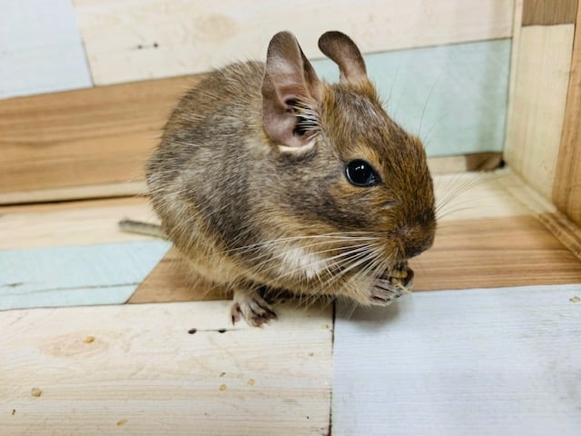 欲に忠実です笑　デグー(アグーチ)ちゃん♡