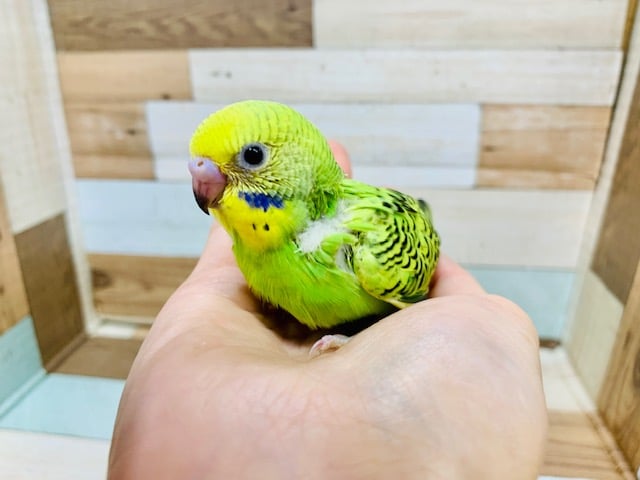 王道の人気さん♪セキセイインコ(オパーリン)さん☆