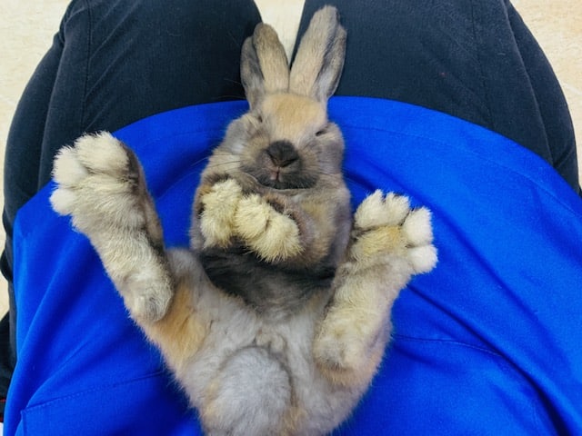 まったりしすぎ笑　ロップイヤーさん♪