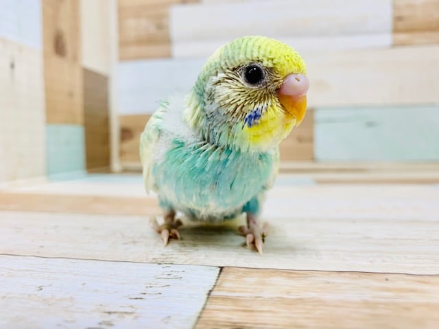 カメラの前でハイ、ポーズ☆セキセイインコ(パステルカラーレインボースパングルパイド)さん♪