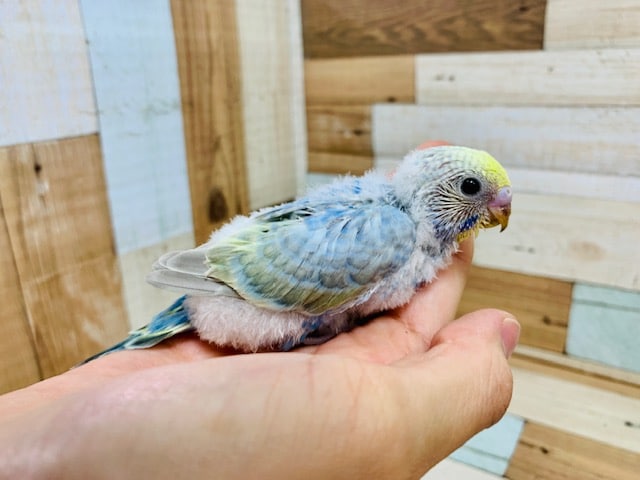おめめまんまる♡セキセイインコ(パステルオパーリン)さん♪