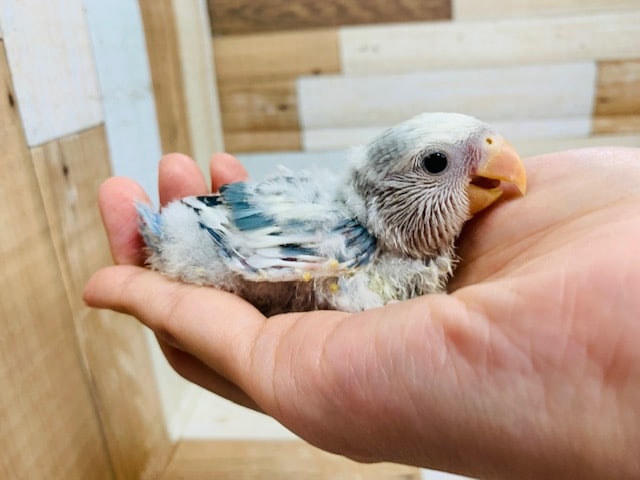 キレイなカラー☆コザクラインコ(ブルーチェリーパイド)さん♪