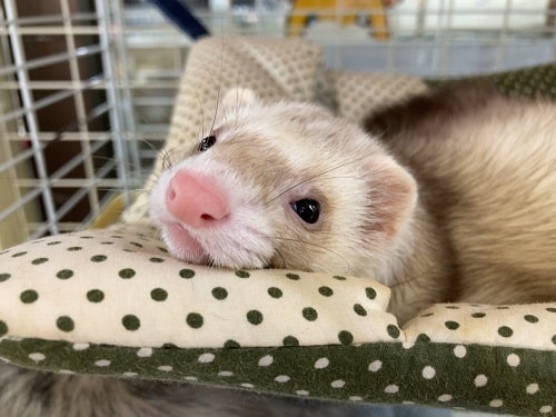 素敵な色のマーシャルフェレットバタスコ　女の子