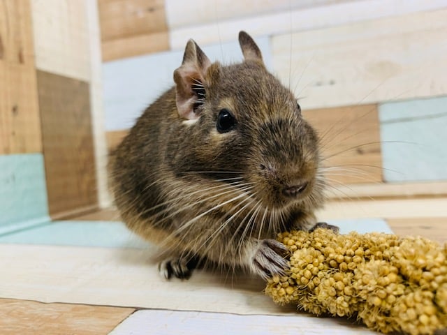 座っている姿がまんまるボールみたい♡デグー(ブルー)ちゃん♪
