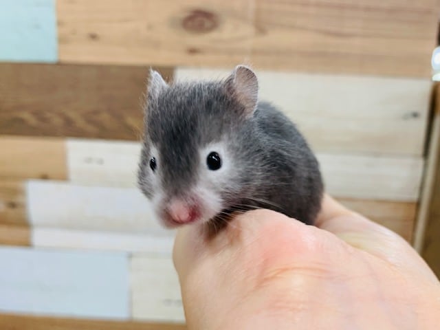 手を登ってきます笑セーブルハムスターくん☆