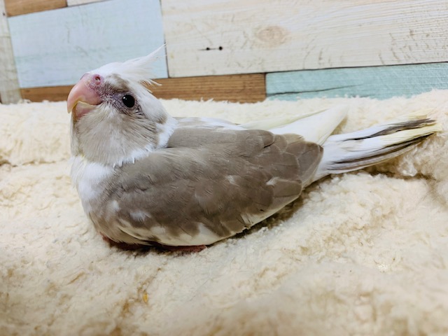 むっちり♡キレイなカラー☆オカメインコ(ホワイトフェイスシナモンパイド)さん！