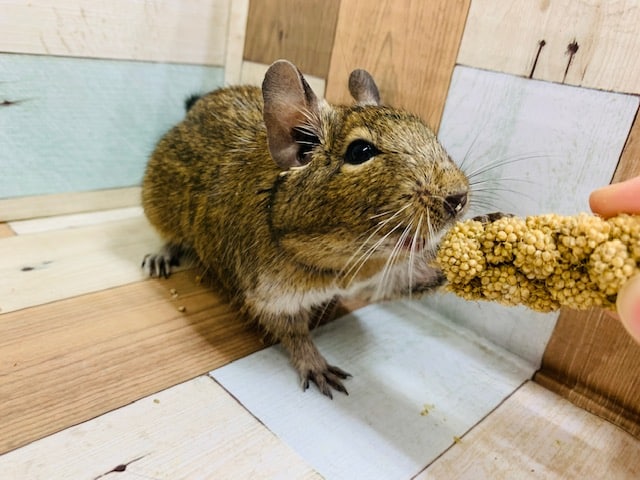 むっちり♡デグー(アグーチ)ちゃん☆