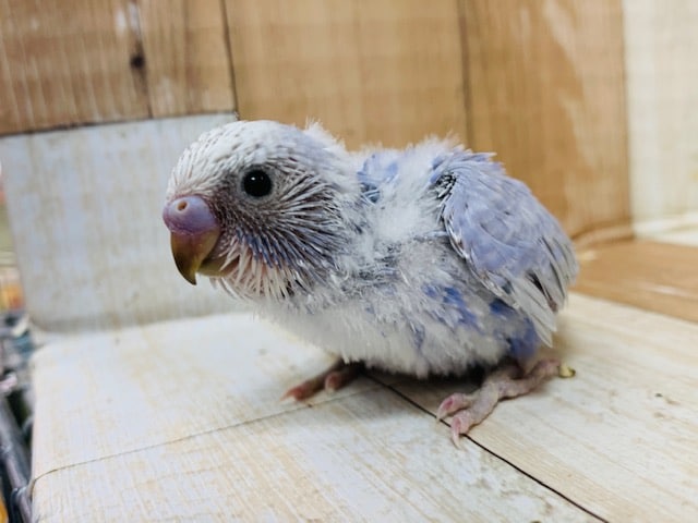 ドアップをご所望♡セキセイインコ(スパングル)さん☆