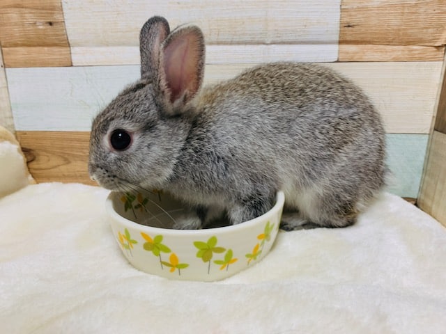 慣れて来ています♪ネザーランドドワーフくん☆