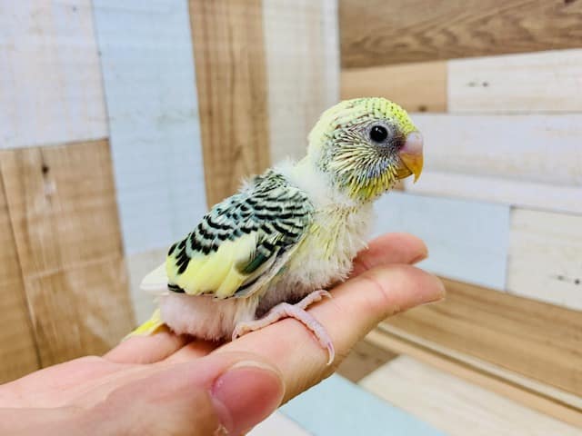 カメラに向かってｷﾘｯ☆セキセイインコ(クリームパイド)さん♪