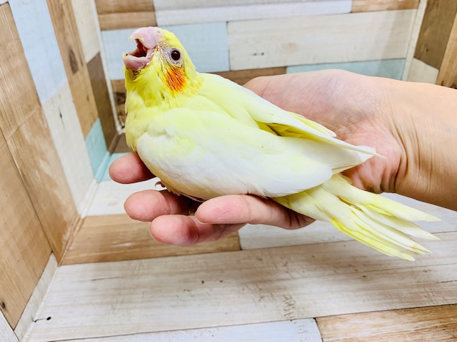 怪獣鳴きが止まらない♡オカメインコ(ルチノー)さん☆