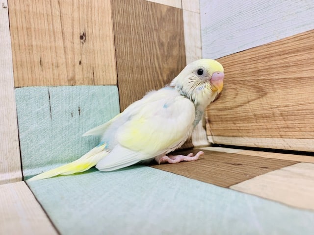 ホワイト系の羽に水色がキレイ♡セキセイインコ(パステルレインボーパイド)さん！！