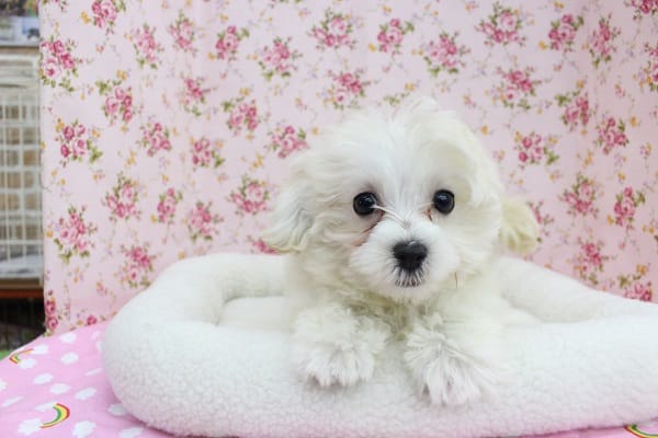 白い天使が舞い降りた～☆MIX（マルチーズ×トイプードル）・女の子！