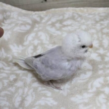 セキセイインコ　ライラック