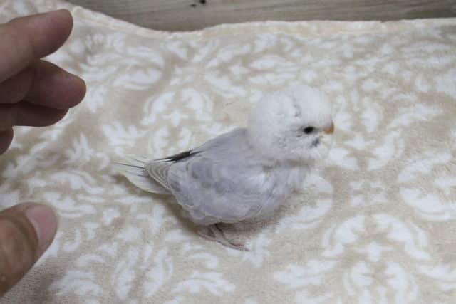 セキセイインコ　ライラック