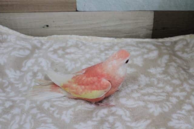 アキクサインコ　ルビノー