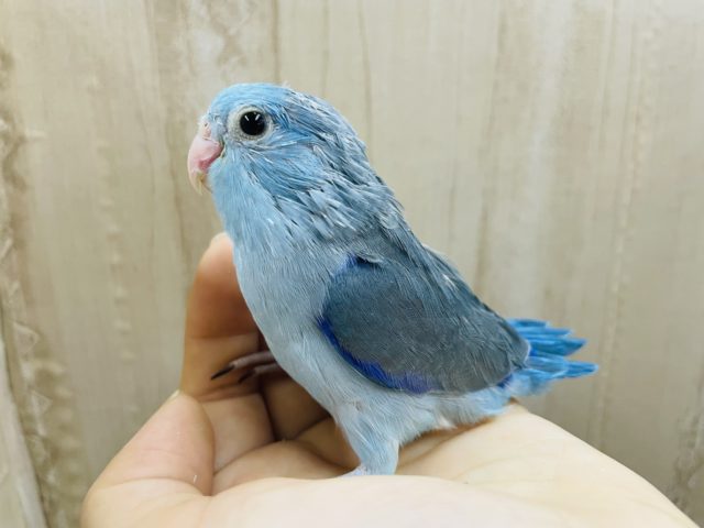 最新画像になりますよ‼️綺麗なブルーがしっかりと入っています‼️ マメルリハ　男の子