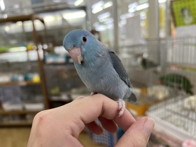 最新画像あり！愛くるしい♡マメルリハブルーの男の子