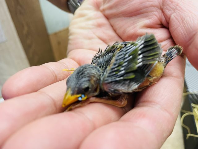 成長するととっても綺麗な鳥さんです！チモールセイコウチョウのノーマル！