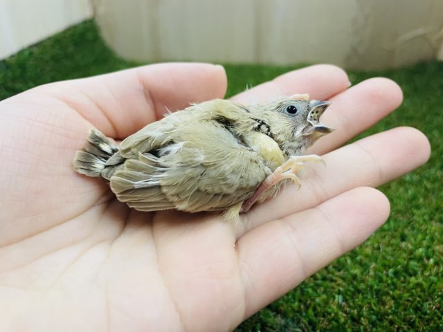 ちょこんとキンカチョウさん② キンカチョウ　シナモン