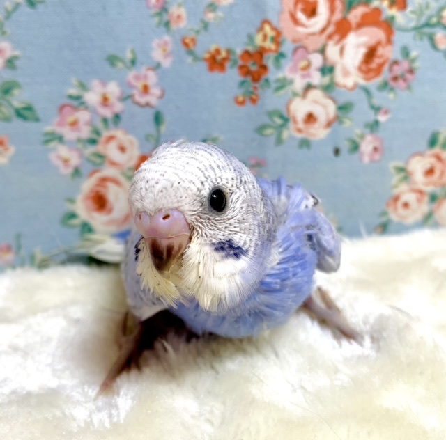 セキセイインコ バイオレットスパングル ☂️💜 11/12