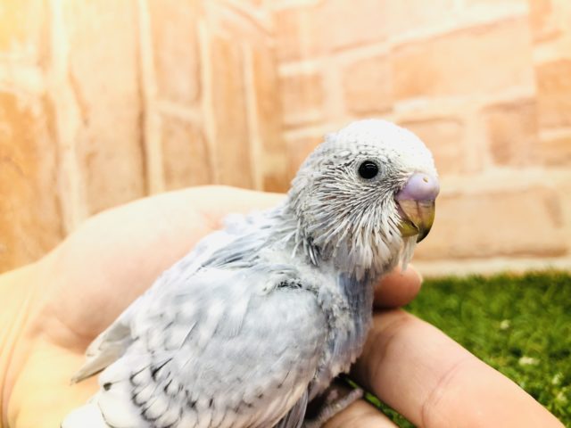 渋いぜ！　セキセイインコ　グレー　R4 １１／２４撮影