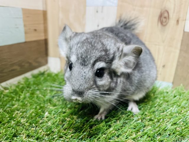 ベタ馴れ間違いなしの可愛い子！チンチラのグレー！