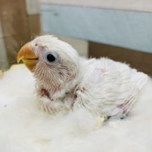 ふわふわ真っ白なヒナさんです！ボタンインコのホワイト！
