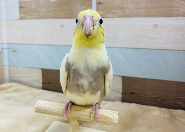 ステキなパール模様をお持ちのオカメインコさん♪シナモンパールパイド☆